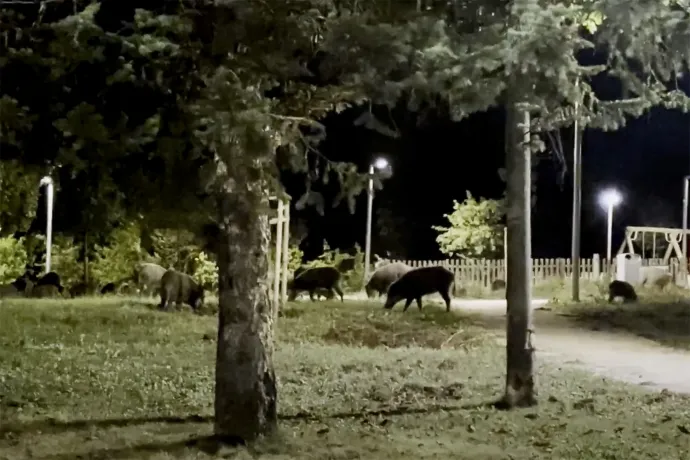 Szomszédom a vaddisznó: kis esti malachajsza a XII. kerületben