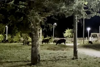 Szomszédom a vaddisznó: kis esti malachajsza a XII. kerületben