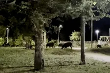 Szomszédom a vaddisznó: kis esti malachajsza a XII. kerületben