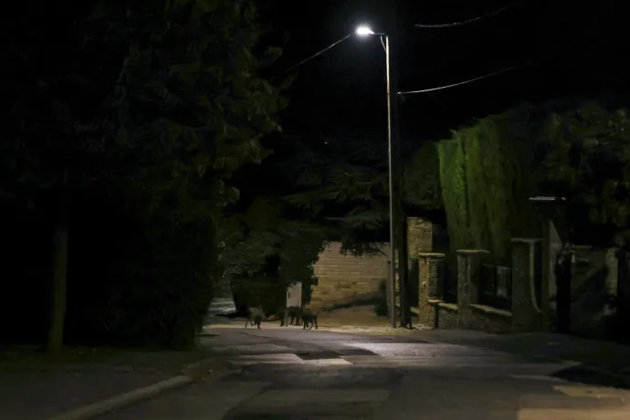 Szomszédom a vaddisznó: kis esti malachajsza a XII. kerületben