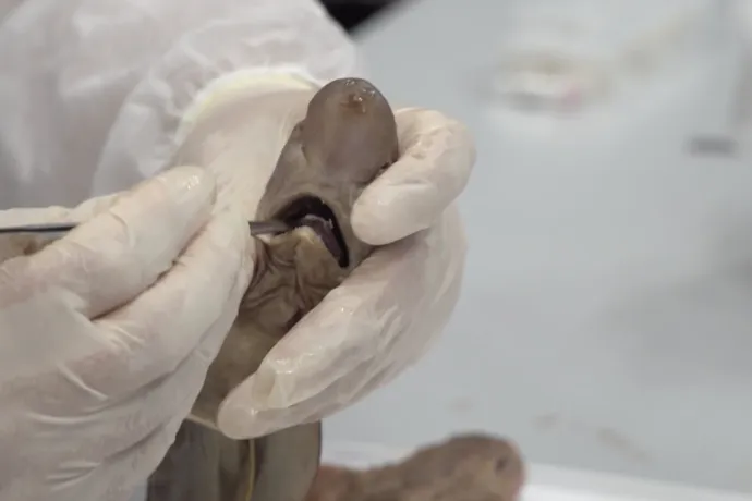 Arte: A tengeri cápák gyomra időnként annyira tele van műanyaggal, hogy felhagynak az evéssel