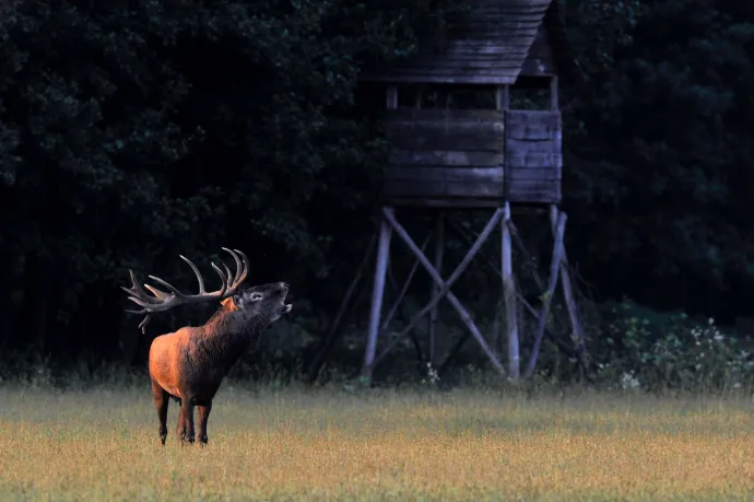 Kirándulnék, de vadásznak az erdőben, mehetek?