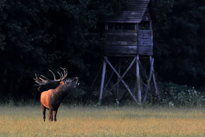 Kirándulnék, de vadásznak az erdőben, mehetek?