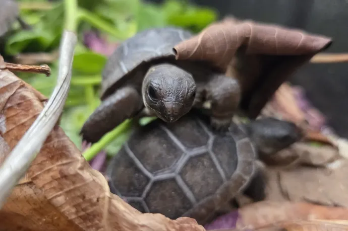 Tizenhárom bébiteknős született a Seychelle-szigeteken az első sikeres mesterséges keltetésnek köszönhetően