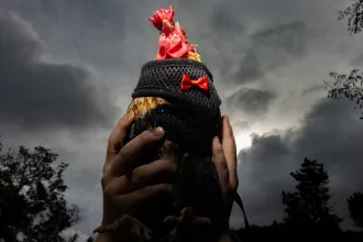 Mitől szép egy kakas?