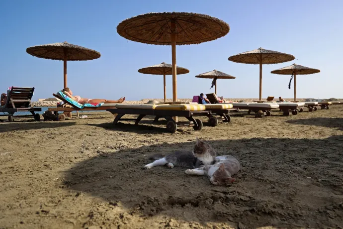 Macskabaj van Cipruson, minden lakosra legalább egy kóbor cica jut