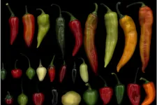 Az erőspaprikák új királya lehet a Dél-Romániában nemesített fajta