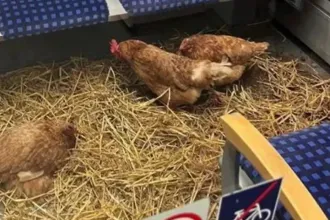 Ismeretlenek alkalmi csirkeóllá alakítottak egy vasúti fülkét Németországban