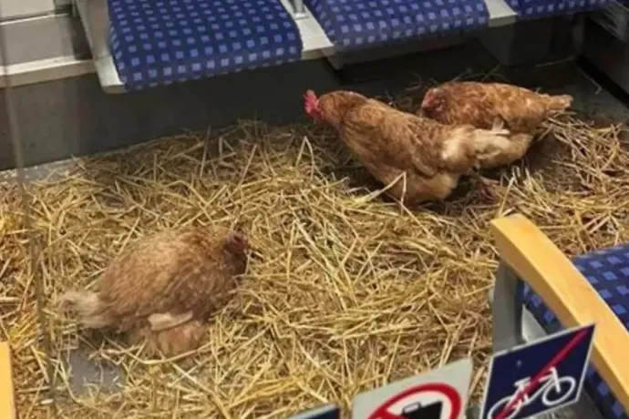 Ismeretlenek alkalmi csirkeóllá alakítottak egy vasúti fülkét Németországban
