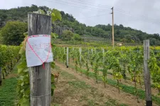 Már a Tokaji borvidéken is jelen van a szőlőt pusztító aranyszínű sárgaság