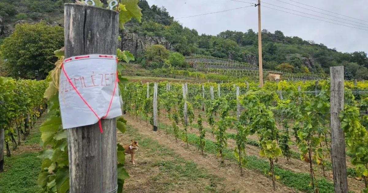 Már a Tokaji borvidéken is jelen van a szőlőt pusztító aranyszínű sárgaság