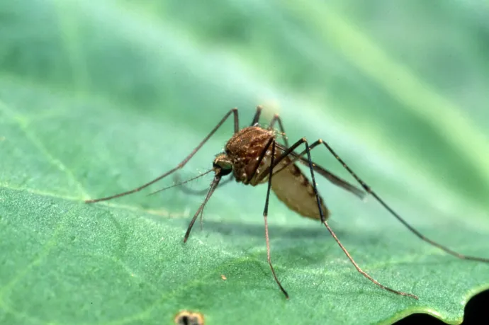 Nyugat-nílusi láz? De mit keres Magyarországon egy afrikai vírus?