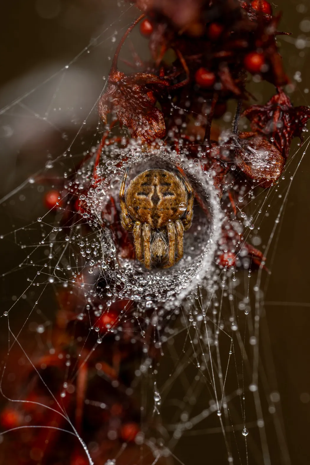 Fotó: Jamie Smart / Wildlife Photographer of the Year