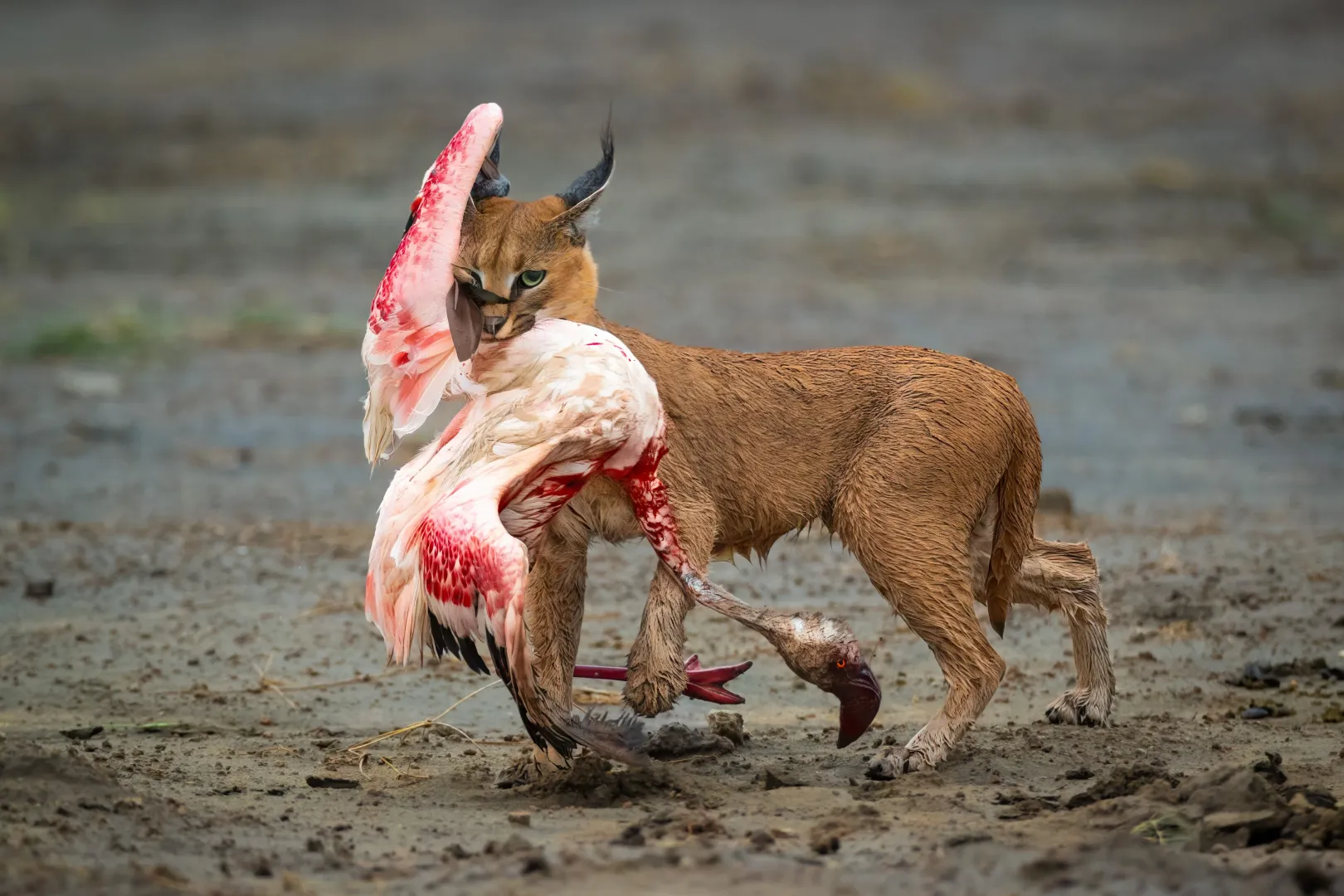 Fotó: Dennis Stogsdill / Wildlife Photographer of the Year