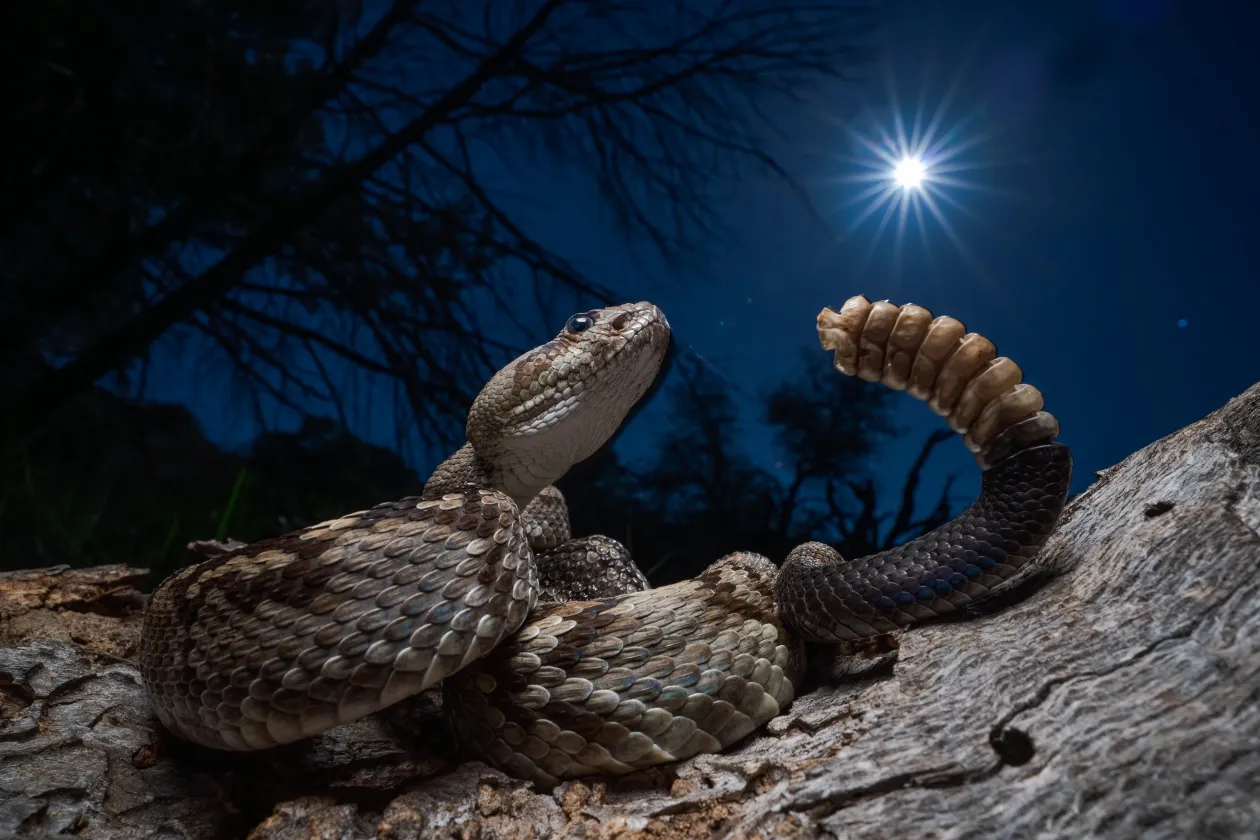 Fotó: Javier Aznar González / Wildlife Photographer of the Year