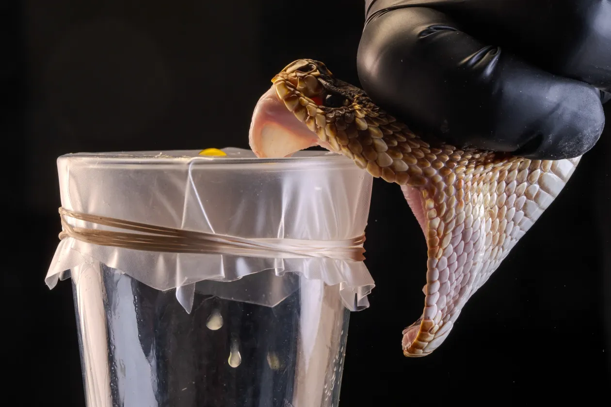 Fotó: Javier Aznar González / Wildlife Photographer of the Year