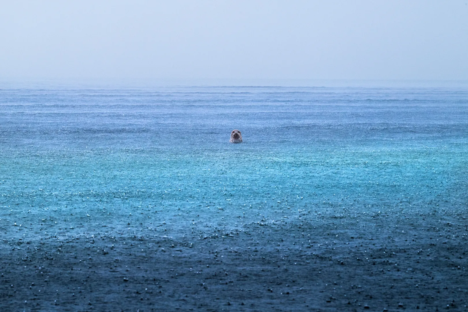 Fotó: Luca Lorenz / Wildlife Photographer of the Year