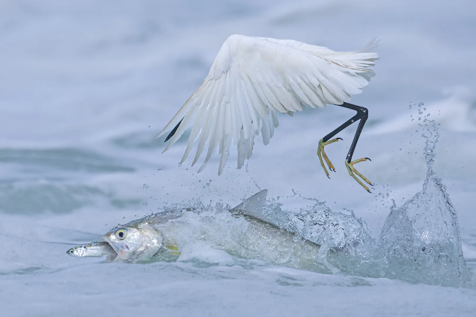 Fotó: Csing-zsung Jang / Wildlife Photographer of the Year