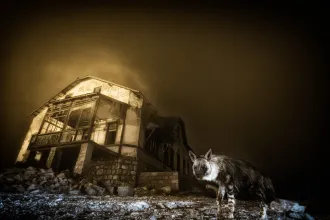 Hálójában didergő pók, ügyes nagymacskák és balszerencsés kócsagok tündökölnek az idei vadfotós díjazottak képein