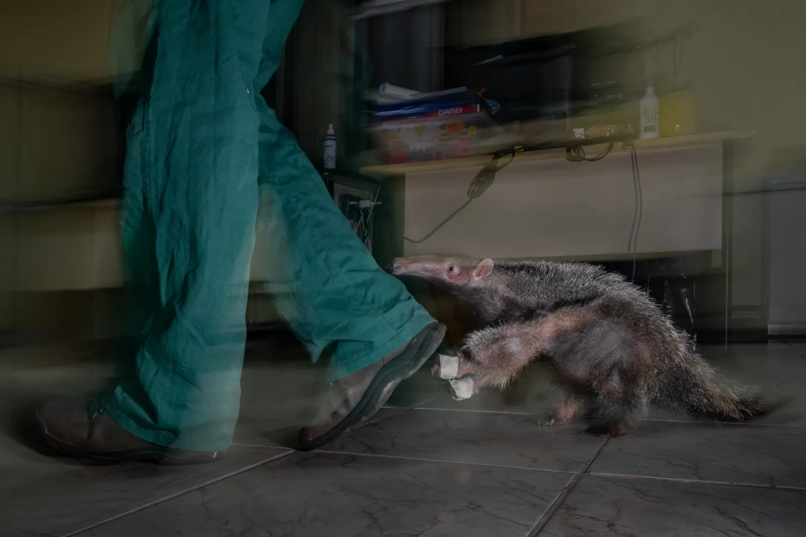 Fotó: Fernando Faciole / Wildlife Photographer of the Year