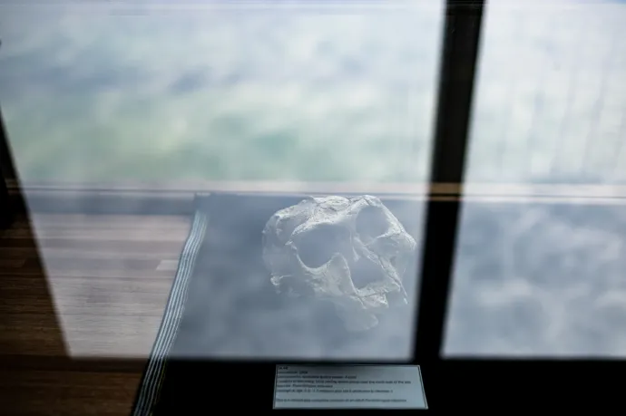 Eszközöket készített és jóval erősebb volt az embernél egy ősi rokonunk