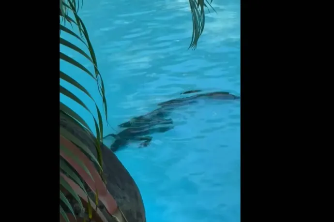 Ötcsillagos szálloda medencéjében luxizott egy krokodil Ausztráliában