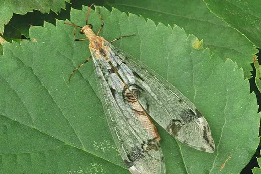 A barack illatú, a párducfoltos és a baglyos – az év rovarára lehet szavazni