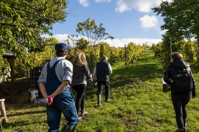 Már csak egyetlen olyan borvidék van az országban, ahol még nem mutatták ki a szőlőt pusztító aranyszínű sárgaságot
