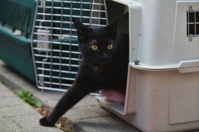 Egy spanyol város az állatok érdekében megtiltja a fekete macskák örökbeadását halloweenkor