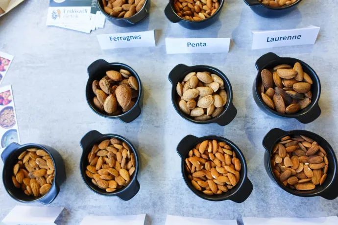 Fotó: Ács Bori / Telex