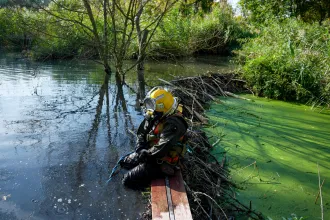 Nem hódmindegy: így kell túljárni a hódok eszén, hogy még örüljenek is neki