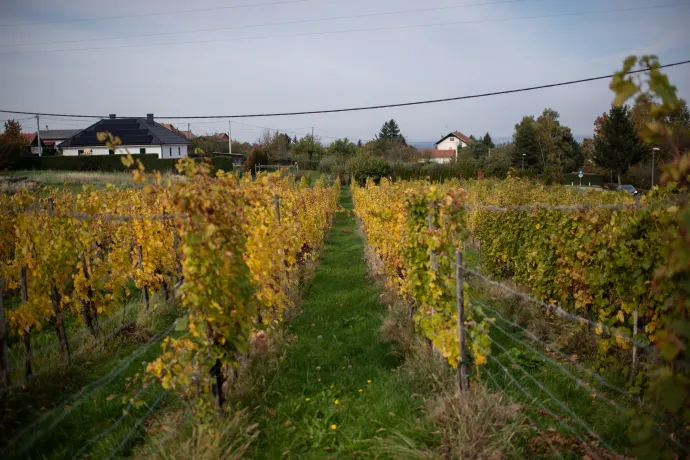 Sárguló, betegeskedő szőlők Lendvahegyen – Fotó: Bődey János / Telex
