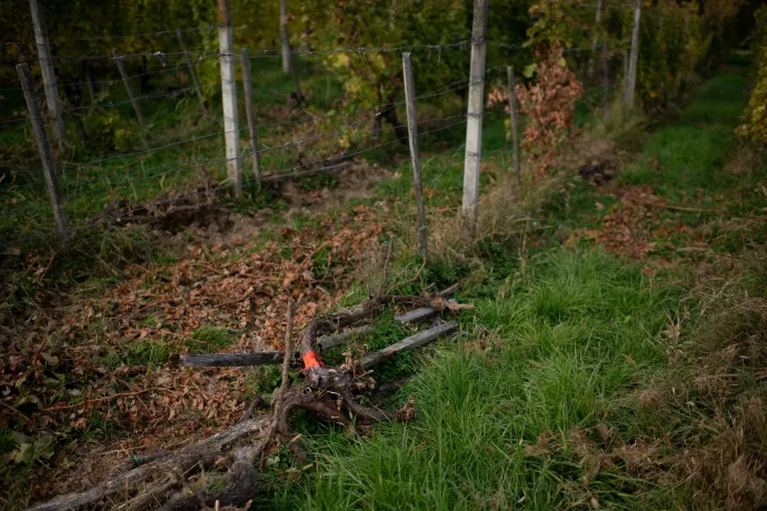 Sárguló, betegeskedő szőlők Lendvahegyen – Fotó: Bődey János / Telex