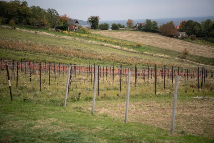 Kis Tamás a csörnyeföldi Bussay Pincében, illetve a pincészet kivágott tőkéinek hűlt helye – Fotó: Bődey János / Telex