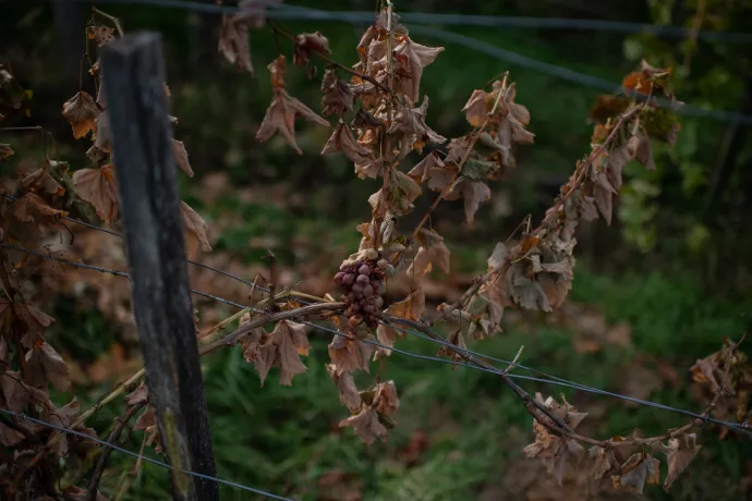 Egy elszáradt szőlő – Fotó: Bődey János / Telex