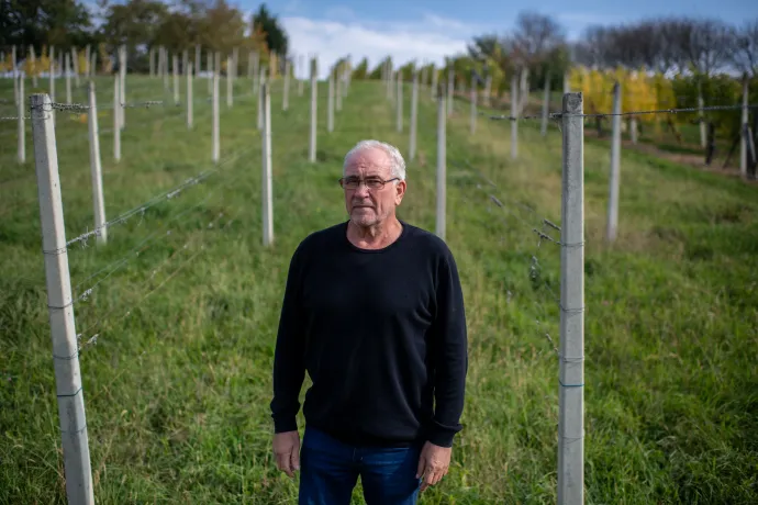 Huzimec Zoltán egykori szőlőjében – Fotó: Bődey János / Telex