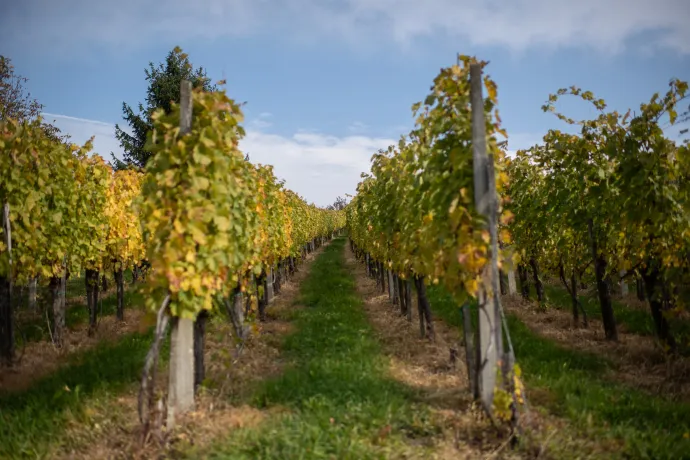 Szőlősorok és a betegség egyik tünete vörösszőlőknél: a vöröses levél – Fotó: Bődey János / Telex