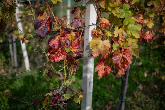 Szőlősorok és a betegség egyik tünete vörösszőlőknél: a vöröses levél – Fotó: Bődey János / Telex
