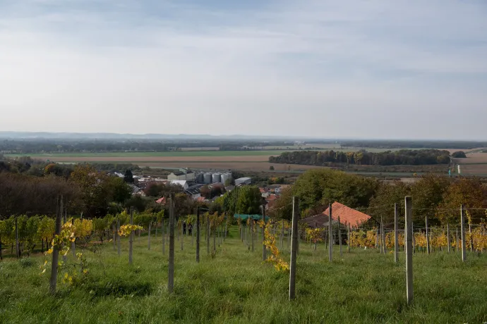 Panoráma Huzimec Zoltán lendvai birtokáról. A szemközti dombvonulat bal széle már Horvátország, előtte a Mura völgye terül el – Fotó: Bődey János / Telex