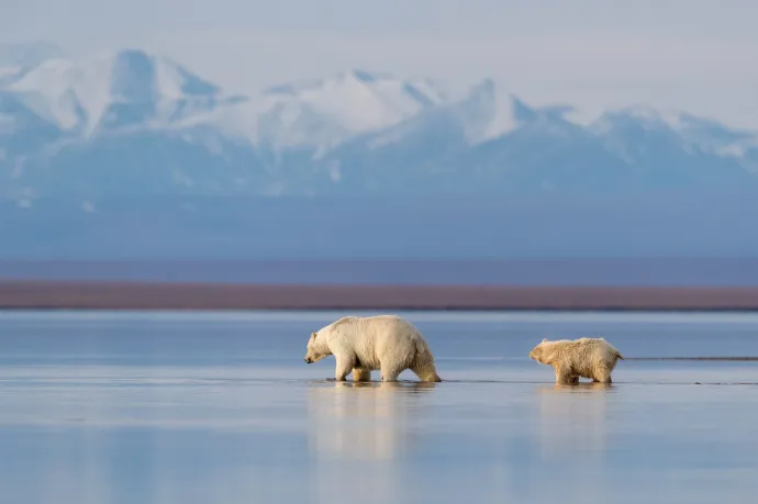 Trumpék egy alaszkai vadrezervátumon folytatják az olaj- és gázkitermelést
