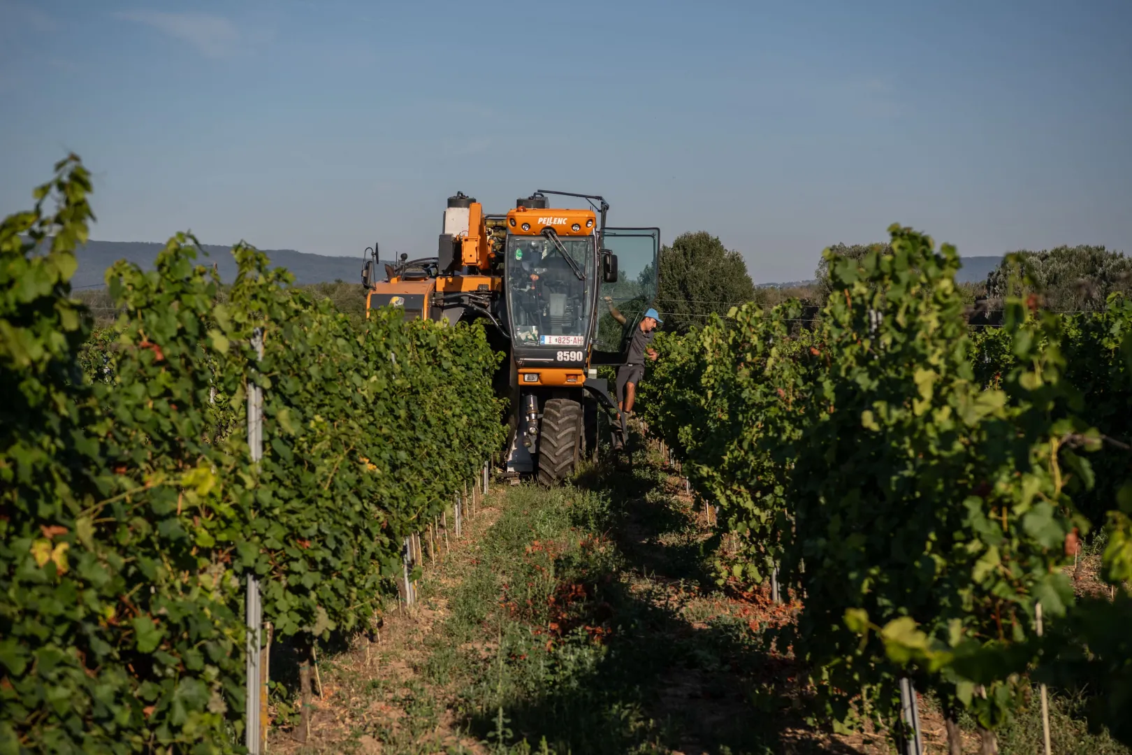 Gépi szüret Badacsonytördemic közelében – Fotó: Bődey János / Telex