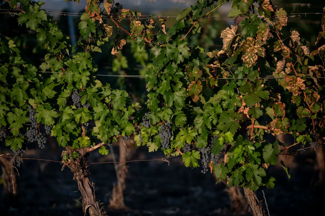 Fotó: Bődey János / Telex