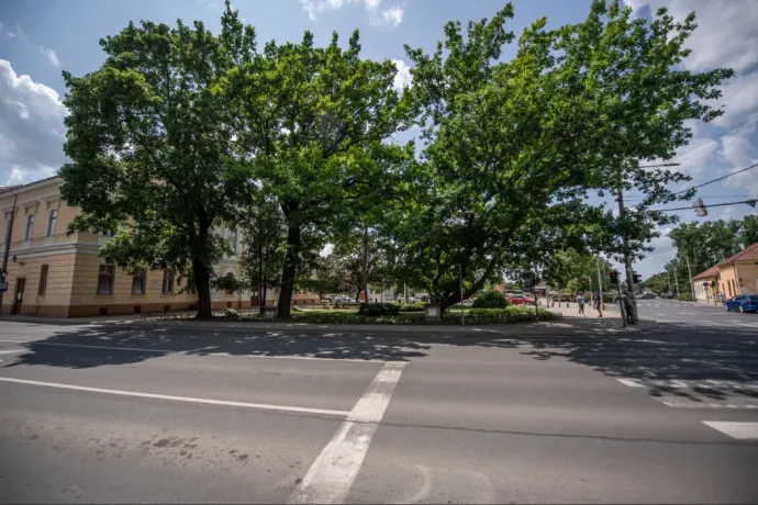 The Olympic oaks of Berettyóújfalu – Photo: János Bődey / Telex