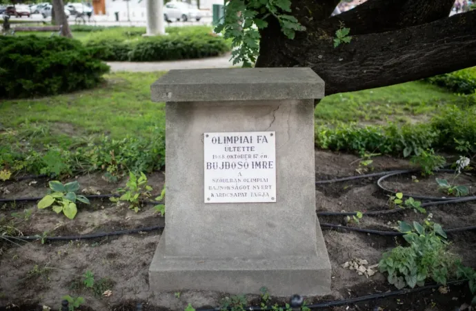 Imre Bujdosó also won in fencing in 1988, and he too planted a tree next to the 1936 oak tree – Photo: János Bődey / Telex