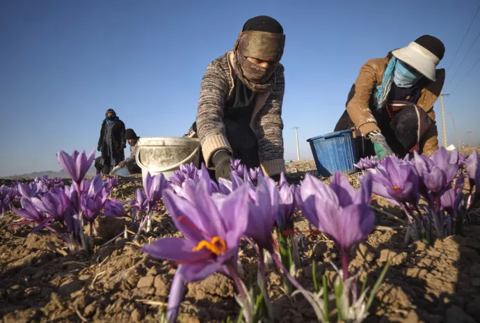 Sáfrányszüret Iránban – Fotó: Morteza Nikoubazl / NurPhoto / AFP