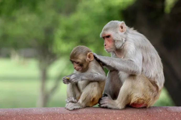 Elszökött egy csapat laboratóriumi majom Mississippiben