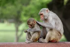 Elszökött egy csapat laboratóriumi majom Mississippiben