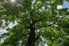 The Hitler oaks – some of the few such trees left in world are national treasures of Hajdú-Bihar County