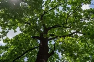The Hitler oaks – some of the few such trees left in world are national treasures of Hajdú-Bihar County
