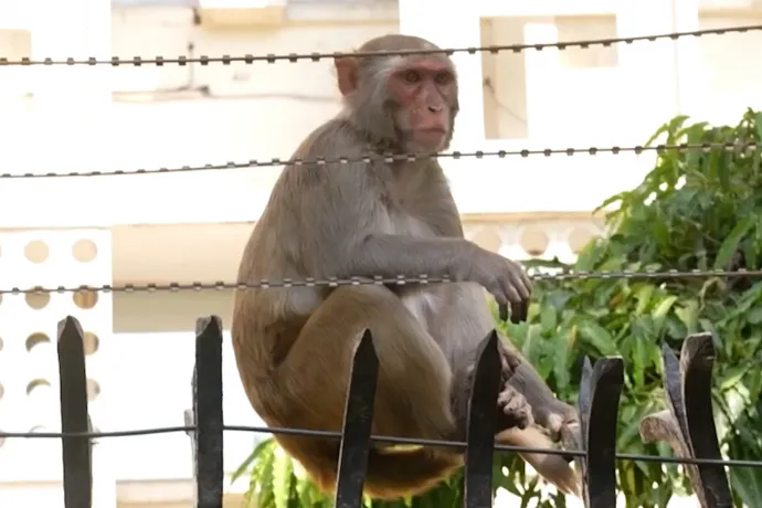 A majomszelídítők langurhangokat utánozva riasztják el az indiai tolvaj majmokat